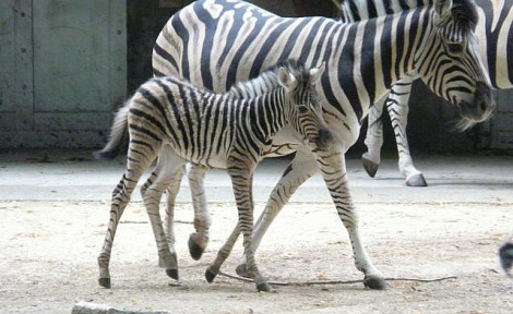 Baby zebra antwerp 1 Baby zebra antwerp 1