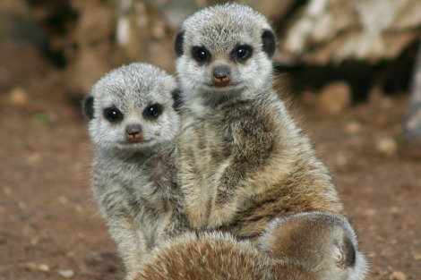 Baby meerkats belfast zoo rs1 Baby meerkats belfast zoo rs1