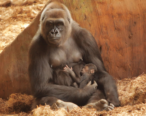 Baby gorilla toronto zoo 1 rs Baby gorilla toronto zoo 1 rs