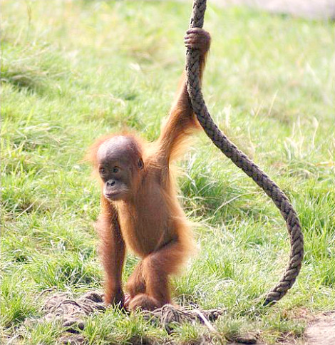 Baby orangutan dortmund zoo 1 Baby orangutan dortmund zoo 1