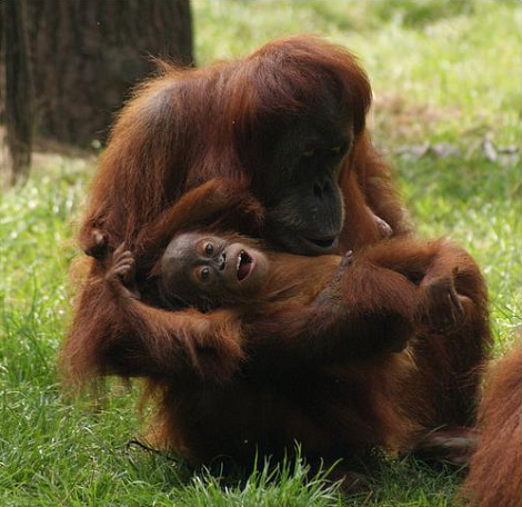 Baby orangutan dortmund zoo 3 Baby orangutan dortmund zoo 3