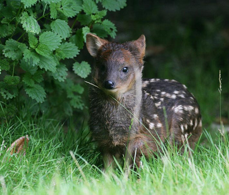 Southern pudu belfast zoo 2 Southern pudu belfast zoo 2
