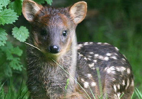 Southern pudu belfast zoo 1 Southern pudu belfast zoo 1