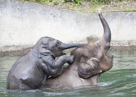 Baby elephant calf samudra oregon zoo rs Baby elephant calf samudra oregon zoo rs