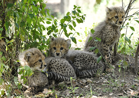 Cheetah cubs 1 Cheetah cubs 1