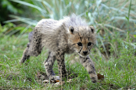 Cheetah cubs 2 Cheetah cubs 2