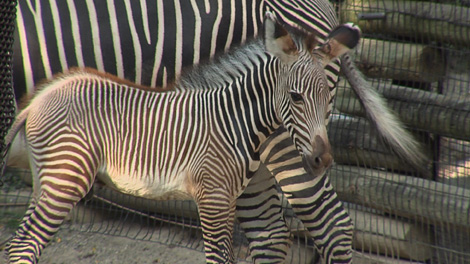 Zebra1 Zebra1
