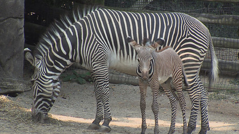 Zebra3 Zebra3