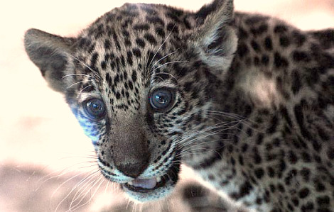 Jaguar cubs mesker park zoo 2 Jaguar cubs mesker park zoo 2