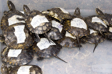 Western pond turtle hatchling oregon zoo 5 rs Western pond turtle hatchling oregon zoo 5 rs