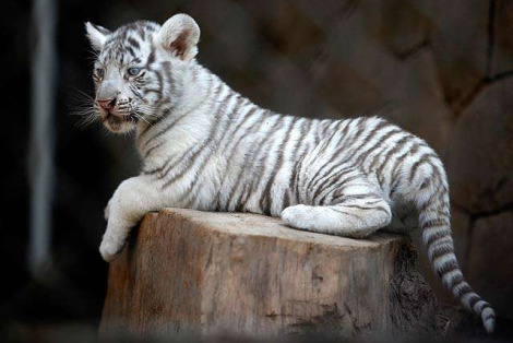 White tiger cubs national zoo chile 2 White tiger cubs national zoo chile 2