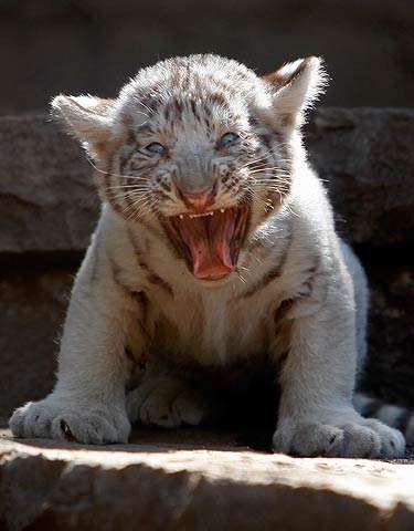 White tiger cubs national zoo chile 5 White tiger cubs national zoo chile 5