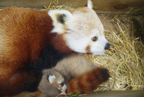 Red panda cub with mom amy wellington zoo 1 rs2 Red panda cub with mom amy wellington zoo 1 rs2