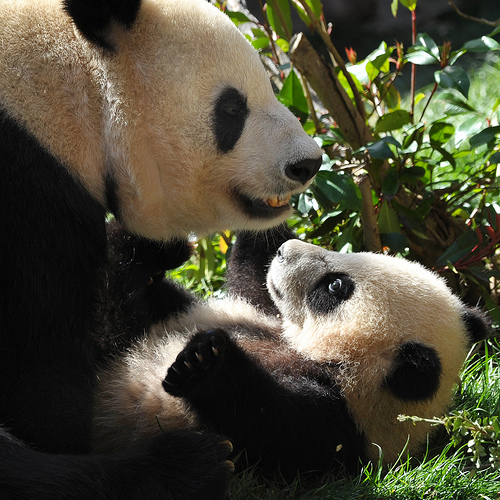 Baby panda yun zi wrestling 1a Baby panda yun zi wrestling 1a
