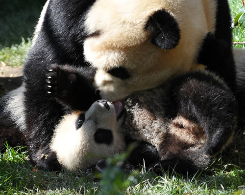 Baby panda yun zi wrestling 3 Baby panda yun zi wrestling 3