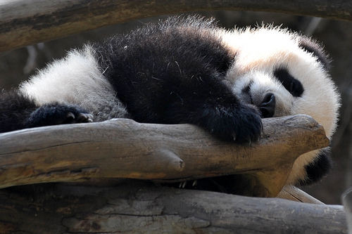 Baby panda yun zi wrestling 1 Baby panda yun zi wrestling 1