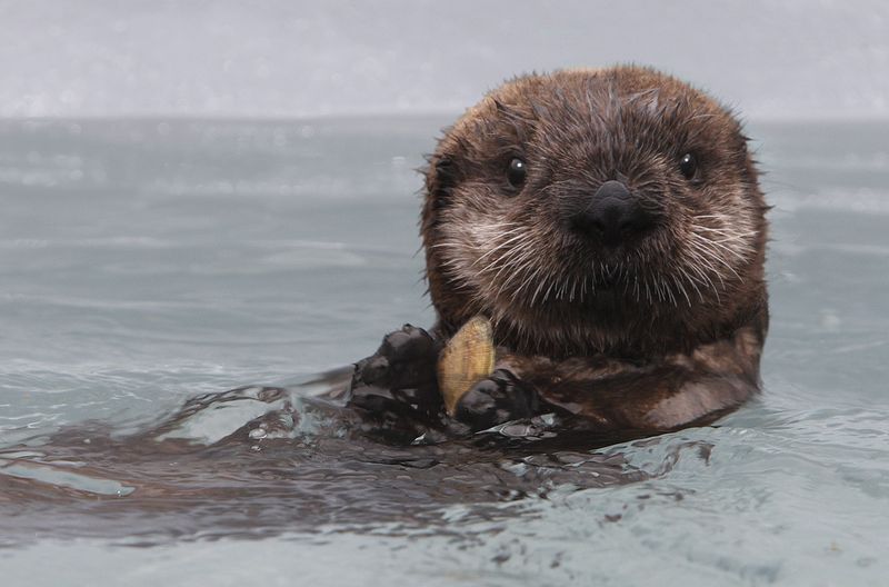 Baby sea otter monterey bay aquarium 1 Baby sea otter monterey bay aquarium 1