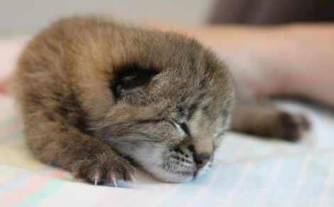 Lynx kitten nashville zoo 2 Lynx kitten nashville zoo 2