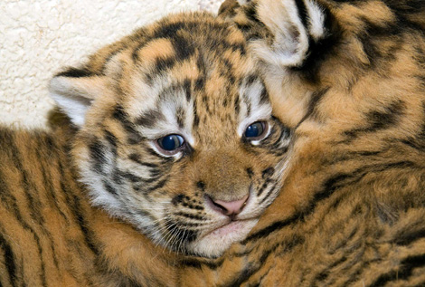 Denver Zoo Baby Tiger6 Denver Zoo Baby Tiger6