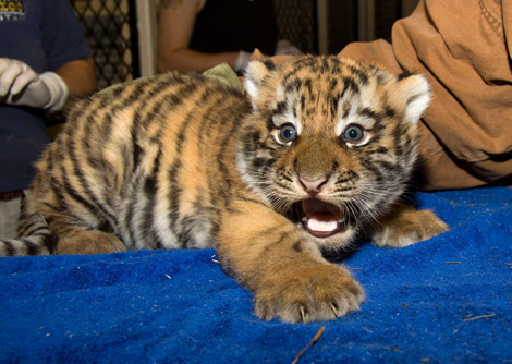 Denver Zoo Baby Tiger1 Denver Zoo Baby Tiger1