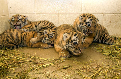 Denver Zoo Baby Tiger4 Denver Zoo Baby Tiger4