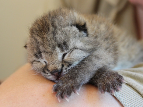 image from www.zooborns.com image from www.zooborns.com
