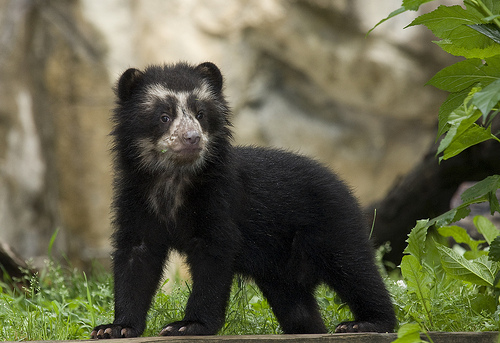 Andean bear cub smithsonian national zoo 1 Andean bear cub smithsonian national zoo 1