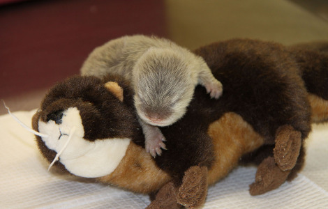 Asian small clawed otter pup longleat 1b