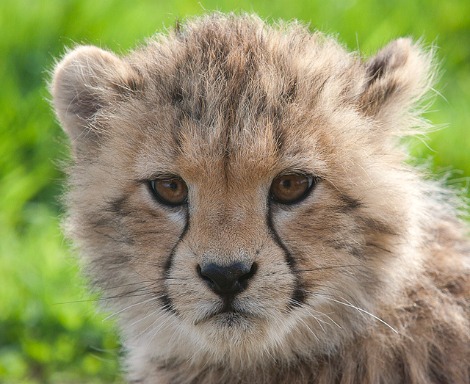 Cheetah cub zsl whipsnade zoo 1
