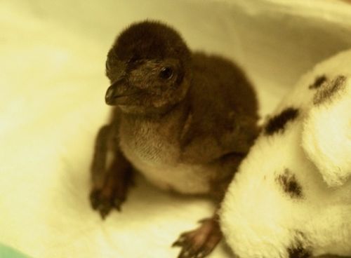 Baby penguin at the Cinncinnati Zoo Baby penguin at the Cinncinnati Zoo