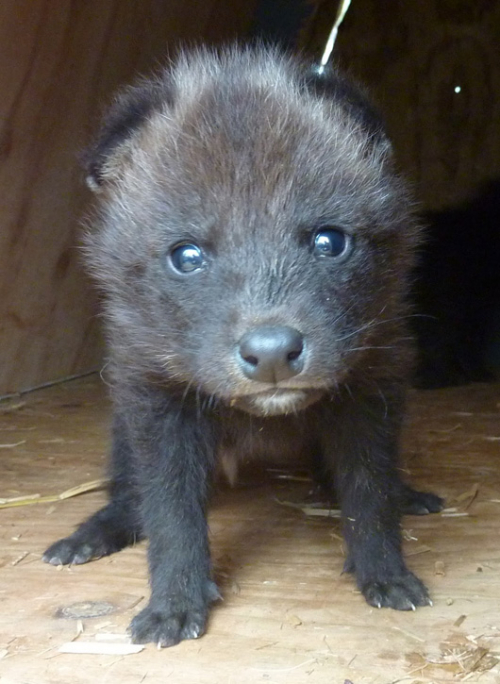 Greensboro-Maned-Wolf-Pups-10