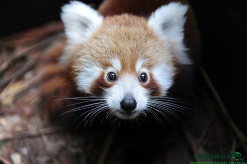 2red_panda_peter_hardin 2red_panda_peter_hardin