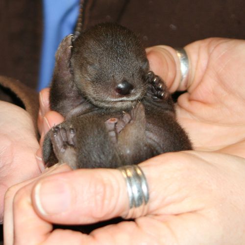 Oakland-Otter-Pups-2