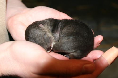 Oakland-Otter-Pups-3