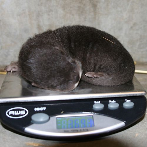 Oakland-Otter-Pups-4