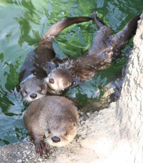 Oakland-Otter-Pups-6