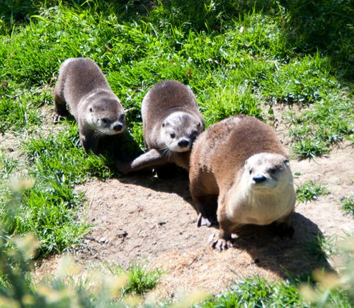 Oakland-Otter-Pups-9 Oakland-Otter-Pups-9