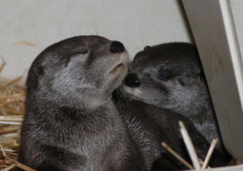 Oakland-Otter-Pups-8 Oakland-Otter-Pups-8