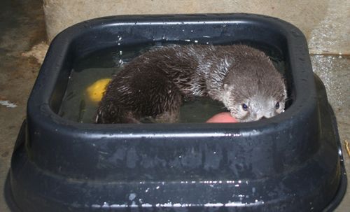 Oakland-Otter-Pups-7 Oakland-Otter-Pups-7