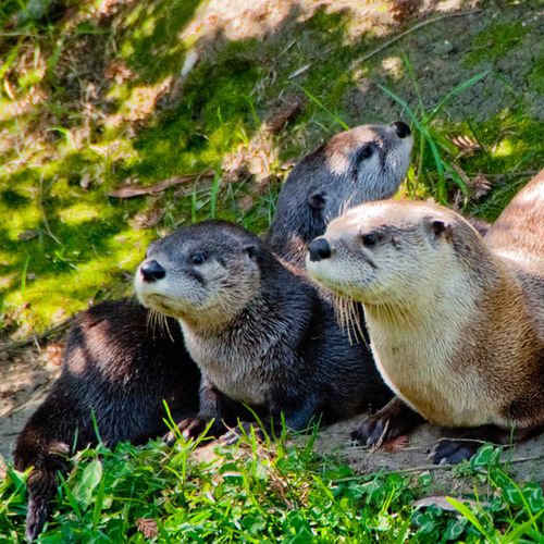 Oakland-Otter-Pups-5 Oakland-Otter-Pups-5