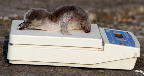 Baby-penguin.1-560 Baby-penguin.1-560