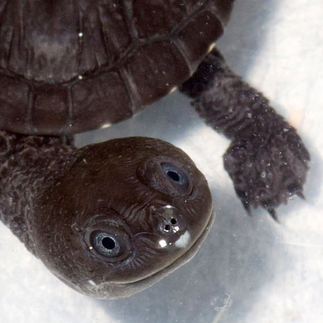 Snake_n_turtle_hatchlings_0081l_dpcrop Snake_n_turtle_hatchlings_0081l_dpcrop