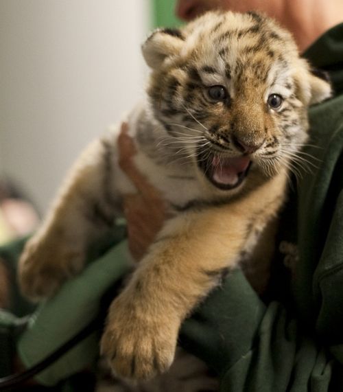 Tigers_36012 CU Tigers_36012 CU