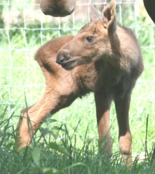 Moose calf CU web Moose calf CU web