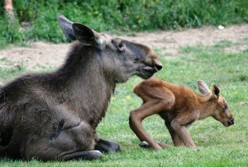 Calf_learning_to_stand web Calf_learning_to_stand web