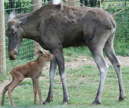 Moose_nudge_mother web Moose_nudge_mother web