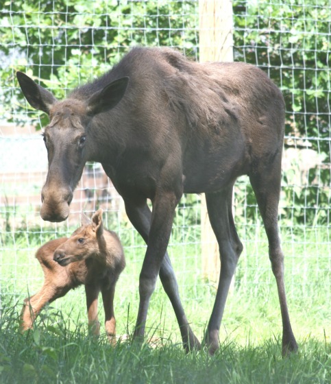 Moose_mum_calf web Moose_mum_calf web