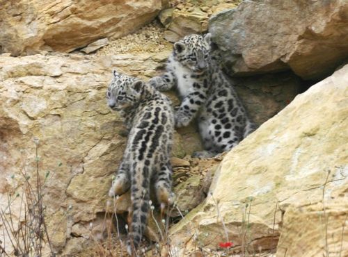 Two snow cubs on rocks
