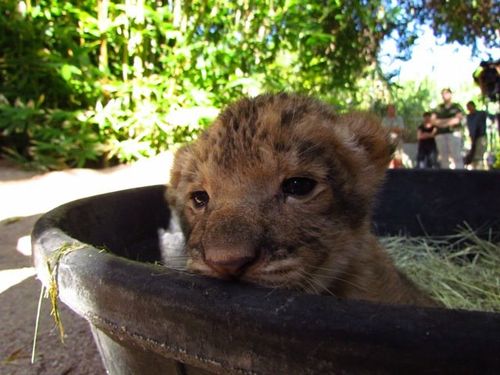 Reid-Park-Zoo-Lion-Cubs5 Reid-Park-Zoo-Lion-Cubs5