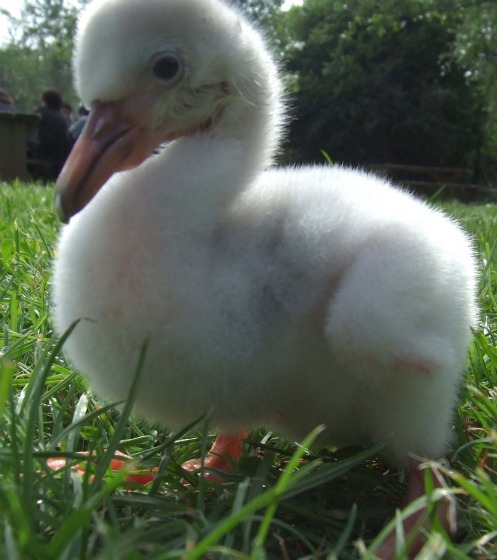 Chick 5 Chick 5
